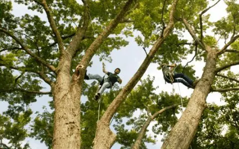 Man in tree to trim